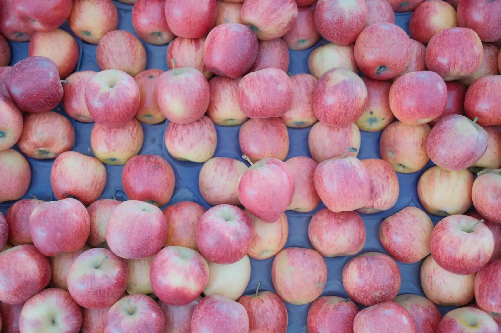 灿游科技游戏开发工具光盘产品型号参数对比分析